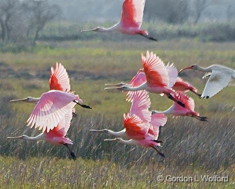Birds Taking Wing_27888.jpg - Roseate Spoonbills and one Ibis photographed near Port Lavaca, Texas, USA.
